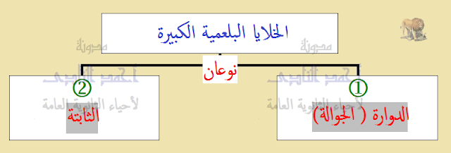 تركيب الجهاز المناعى - الخلايا البلعمية الكبيرة الثابتة - الجوالة