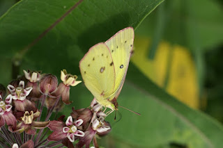 Colias philodice - Coliade du trèfle