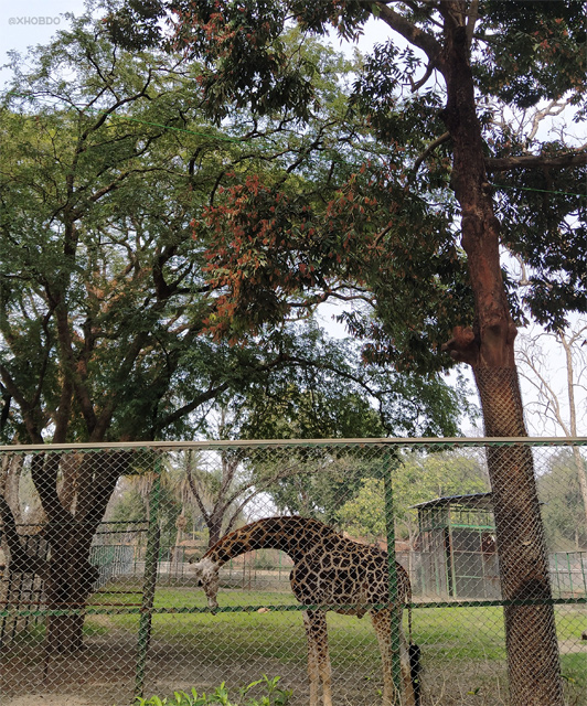 Giraffe in Assam State Zoo cum Botanical Garden