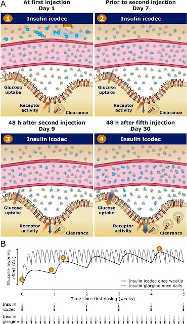 What is Insulin icodec