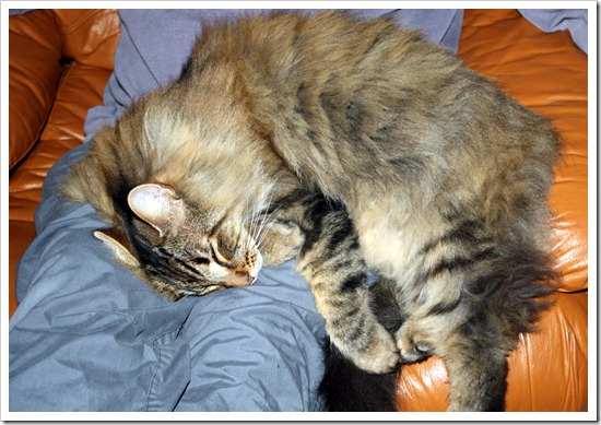 кот