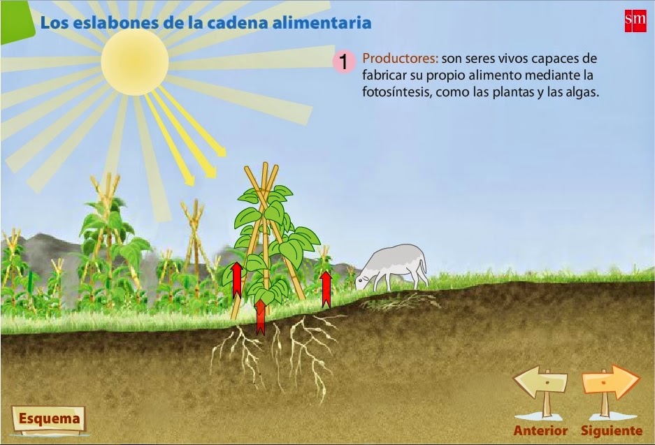 http://www.primaria.librosvivos.net/archivosCMS/3/3/16/usuarios/103294/9/eslabones_cadenalimentaria_cono5EP_ud5/cadena_alimentaria.swf