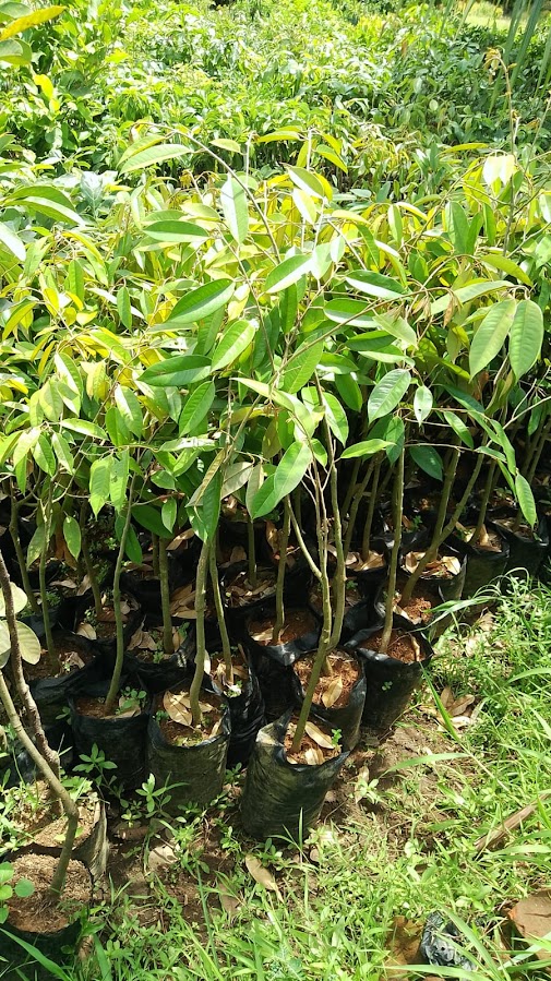 bibit durian bawor kota depok jawa barat