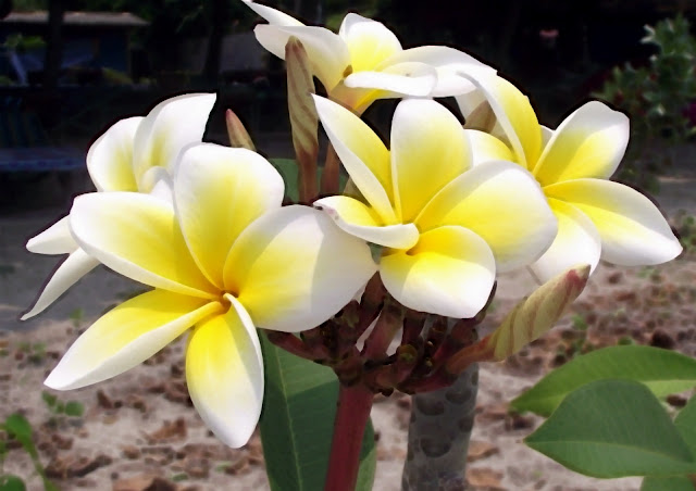 Blomma plumeria