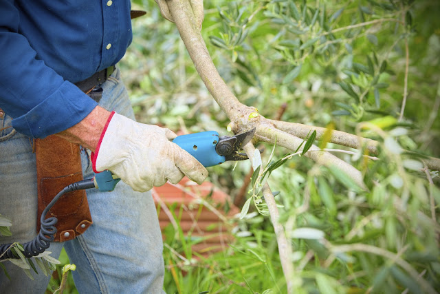 دامەزراندن وبەرێوەبردنى باخی زەیتونOlive tree farm