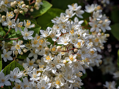 Utsugi (Deutzia crenata) flowers: Kaizo-ji