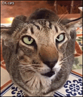 Weird Cat GIF • 'Balam' is kind of a weird, in the best sense of the word We love him just the way he is
