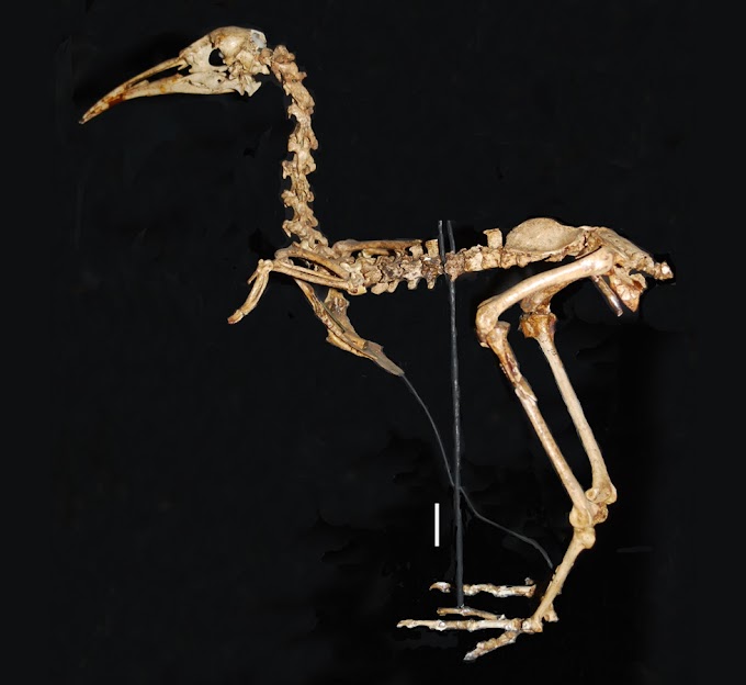   [Ornithology • 2019] Systematics, Morphology and Ecology of Rails (Aves: Rallidae) of the Mascarene Islands, with One New Species