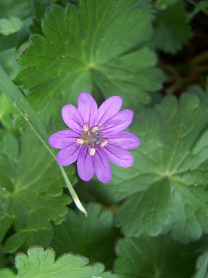 Fleur de géranium sauvage