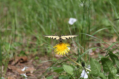 pollinator at work