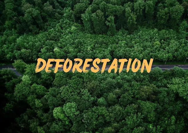 Deforestation