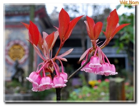 HOA DAO CHUONG NHU DOI MOI NGUOI THIEU NU (1)