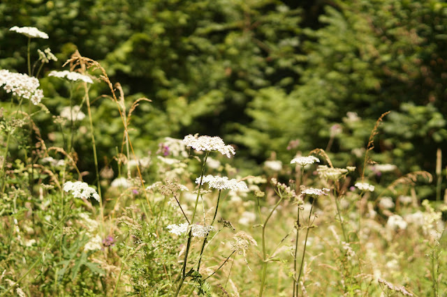 Norfolk countryside in July