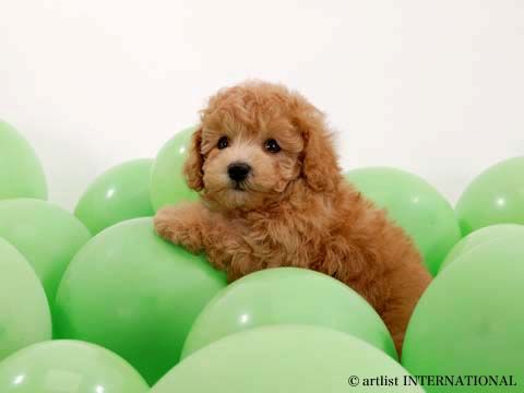 images of puppies and dogs. Cute puppies cute dogs