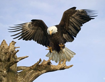 AB Objek Gambar  Flora  Fauna  dan Alam  Benda