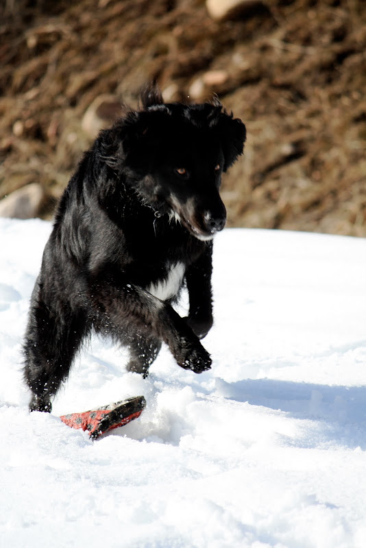 Hugo, a longhaired black dog, jumps high in the air as he is called to come.  His red frisbee is under him on a blanket of snow