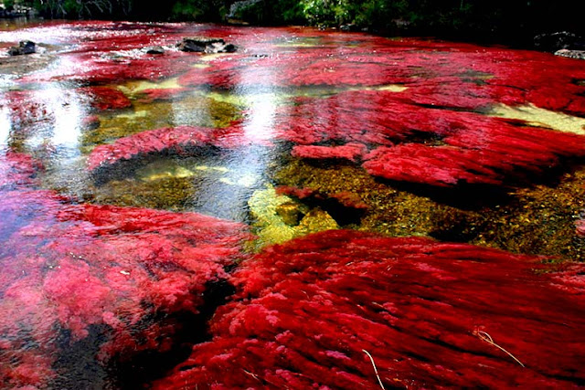 Fakta Unik Tentang Sungai Lima Warna di Dunia