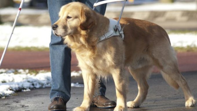 A Natale regala un cane