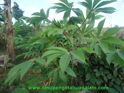 Tulang Daun Majemuk Menjari