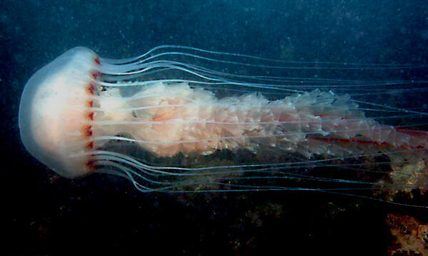 Medusa Cotylorhiza tuberculata, conocida como medusa de compases.
