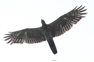 Oriental Honey-buzzard