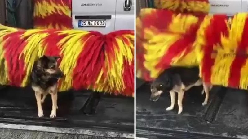 Stray Dog Brushing herself At Automatic Car Wash