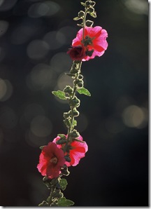 Rose tremière