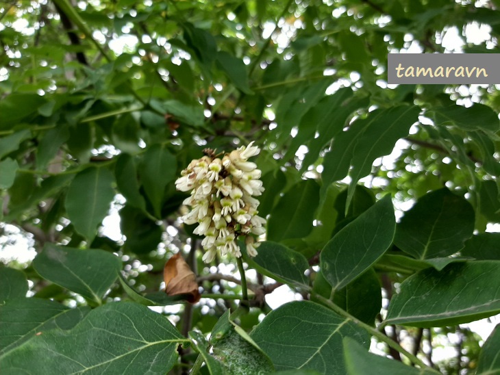 Маакия амурская (Maackia amurensis)