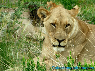 Safari Erindi Namibia