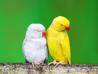 하얀-앵무새-노란-앵무새