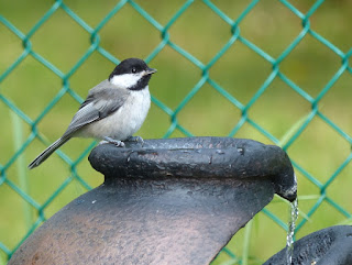 Mésange à tête noire - Poecile atricapillus