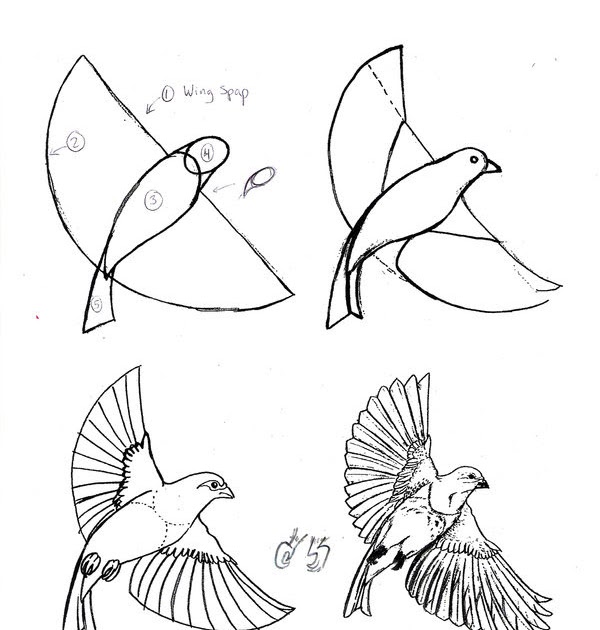 U CAN DRAW: Drawing a Bird