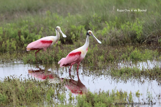 स्पूनबिल पक्षी (Spoonbill Bird)