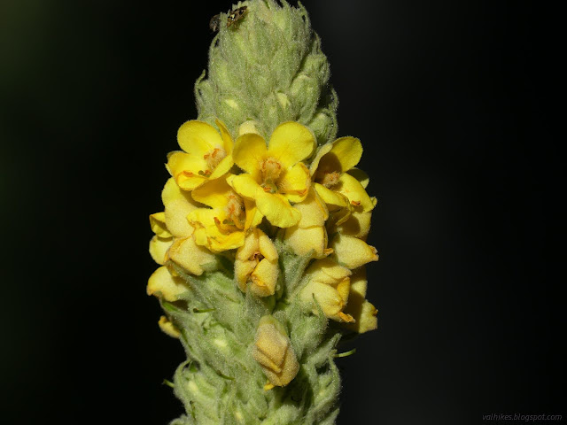 039: yellow flower