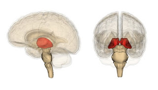https://noticiasdelaciencia.com/art/30646/un-nuevo-atlas-de-los-nucleos-del-talamo-para-conocer-mejor-el-cerebro
