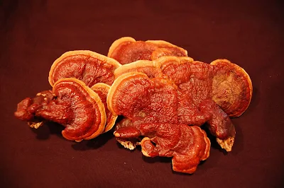 Reishi mushroom benefits list