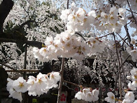 他の桜に先駆けて咲くことから「魁桜」と名付けられた。