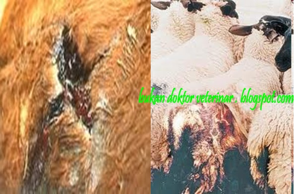 Bukan doktor veterinar: Rawatan luka dan Maggot Worm ternakan