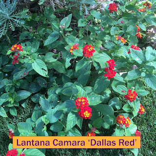 Lantana Camara Dallas Red