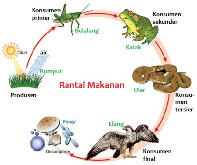 GAMBAR DAN PENJELASAN PIRAMIDA-RANTAI DAN JARING MAKANAN 