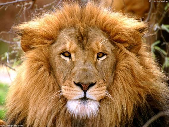 Lion|Dangerous, African Lion, Beautiful Lion, Forest, Park Family Felidae Lion, Big Cats, Big Teeth Lion