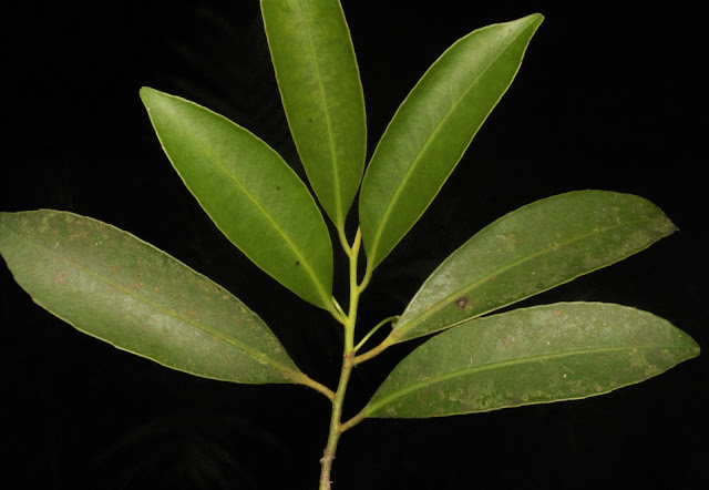 Cleyera bokorensis