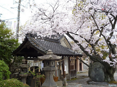 手水舎と桜