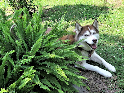 How to stop a dog from digging