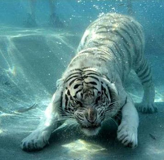 Under-Water-Tigers-Photos-Pictures-Wallpapers