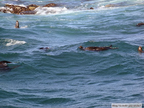 passeio para ver focas em Hout Bay