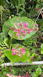 淡水楓樹湖「巨石花園」賞木蓮花 (木蘭） / 桃花源 百年古厝「石頭屋」秘境賞櫻 落英繽紛