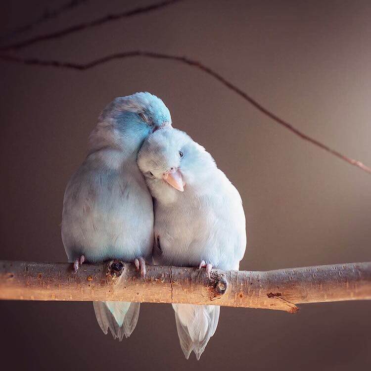 Adorable Images Depict The Relationship Between Four Pastel-Colored Parrotlet Birds