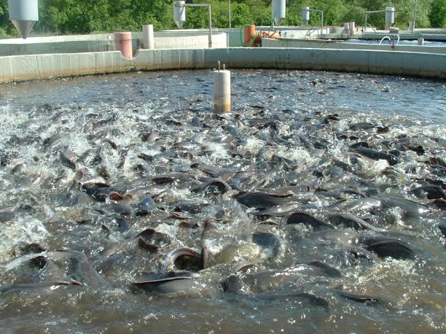 Lagos to establish fish-processing center