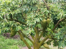 Pianta Guanabana